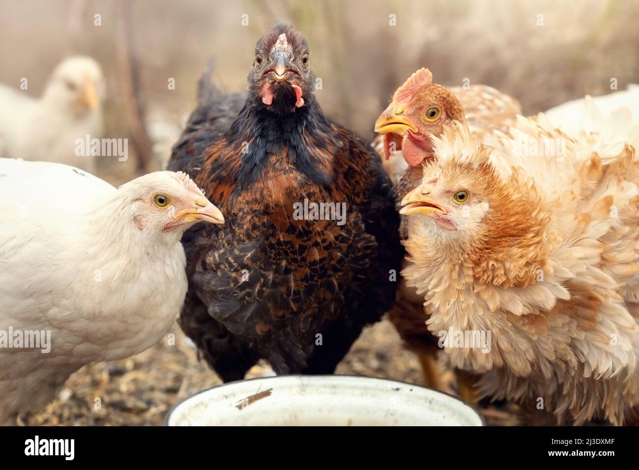 A meeting of village chickens at a white bowl with food. Dark brown