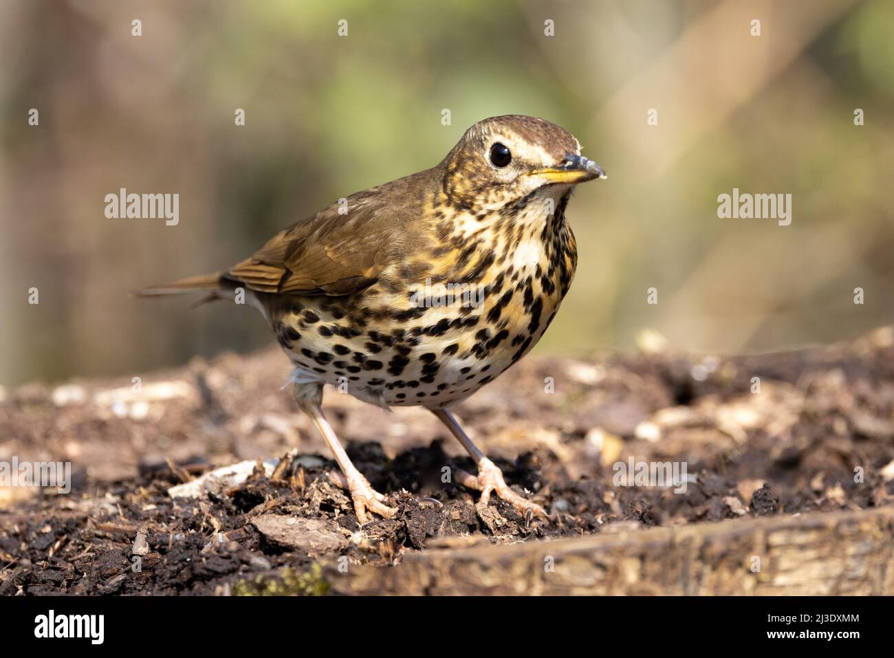 Song Thrush (Turdus philomelos) in a Woodland Setting Stock Photo