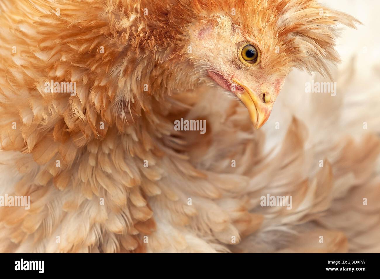 Chicken Wallpapers HD  PixelsTalkNet