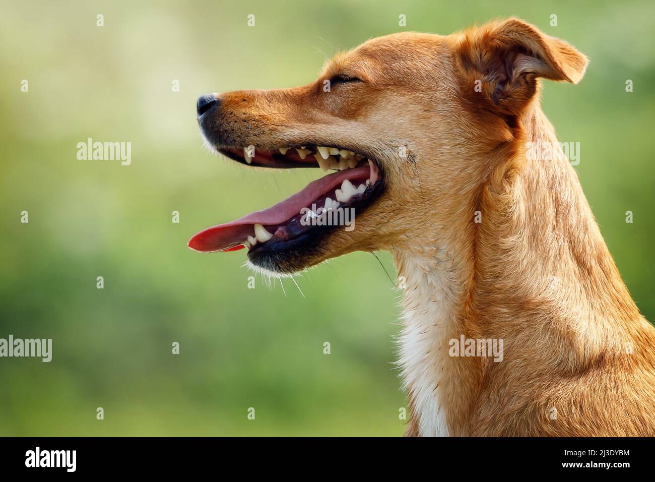 Happy ginger dog portrait from side with an open mouth, showing tongue and teeth. Concept, pets love, healthy puppy, pets training Stock Photo