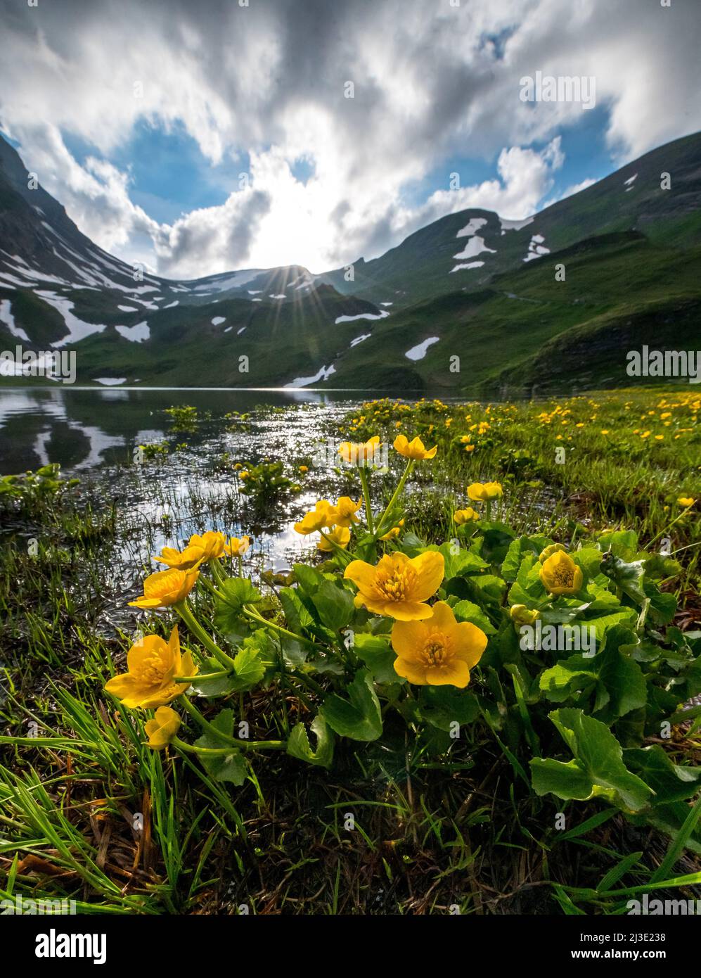yellow globeflowers (trollius europaeus) at Bachalpsee near Grindelwald in the swiss alps Stock Photo