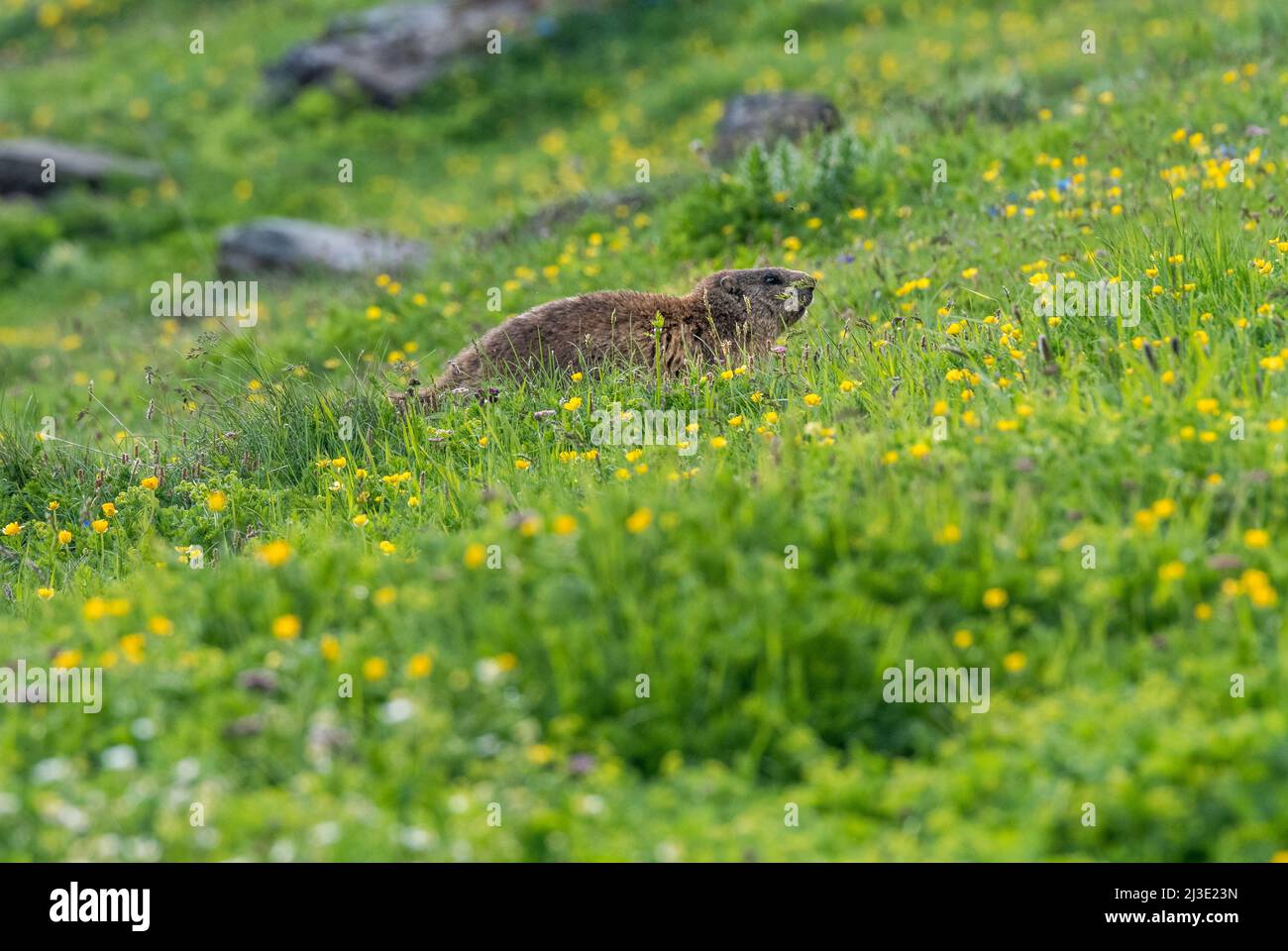 alpine marmot (Marmota marmota) in green grass near Grindelwald Stock Photo