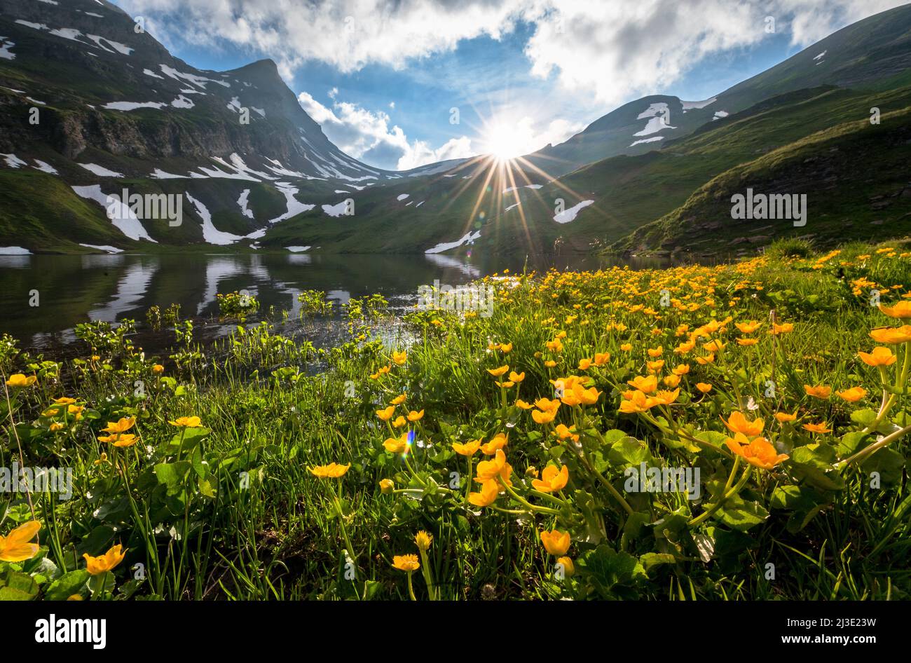 spring with yellow alpine wild flowers at a mountain lake Stock Photo
