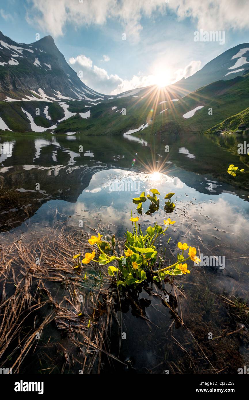 wonderful wildflowers at sunset at a swiss alpine lake Stock Photo