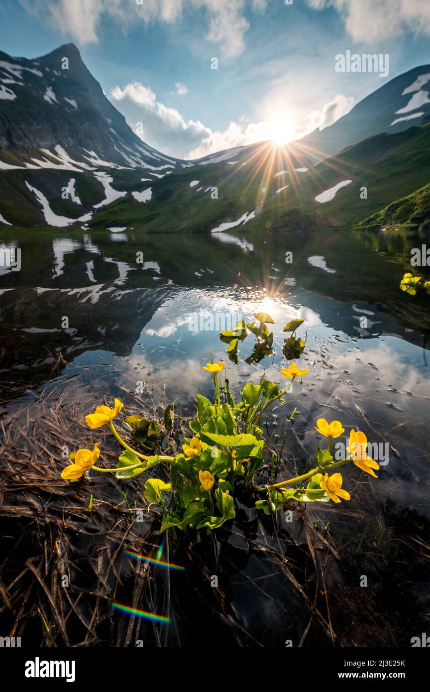 spring with yellow alpine wild flowers at a mountain lake Stock Photo