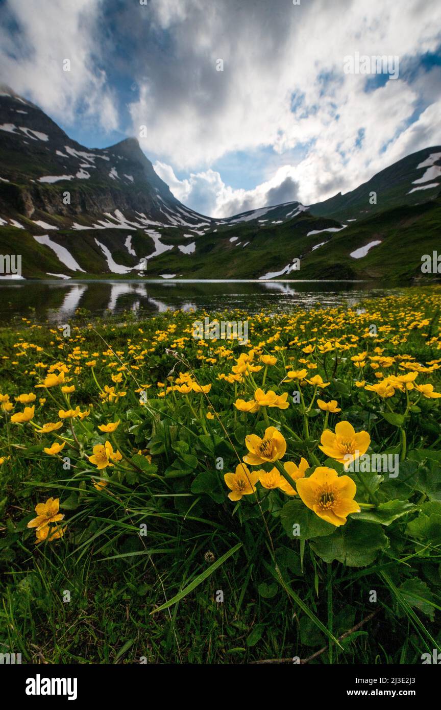 yellow globeflowers (trollius europaeus) at Bachalpsee near Grindelwald in the swiss alps Stock Photo