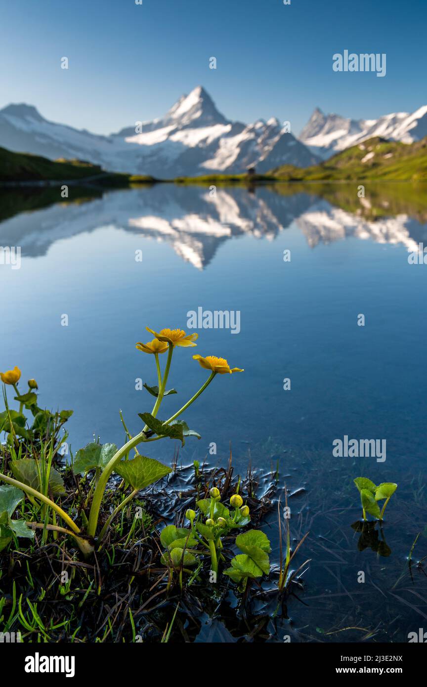 Schreckhorn and Bachalpsee on a beautiful summer morning Stock Photo