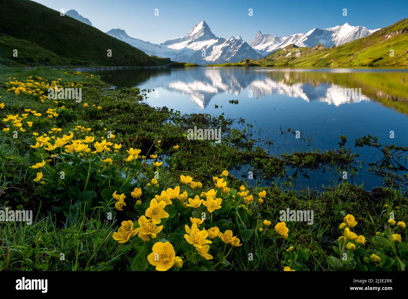 Schreckhorn and yellow wildflowers at Bachalpsee on a beautiful summer morning Stock Photo