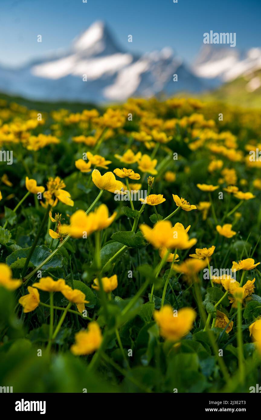 Schreckhorn and yellow wildflowers on a beautiful summer morning Stock Photo