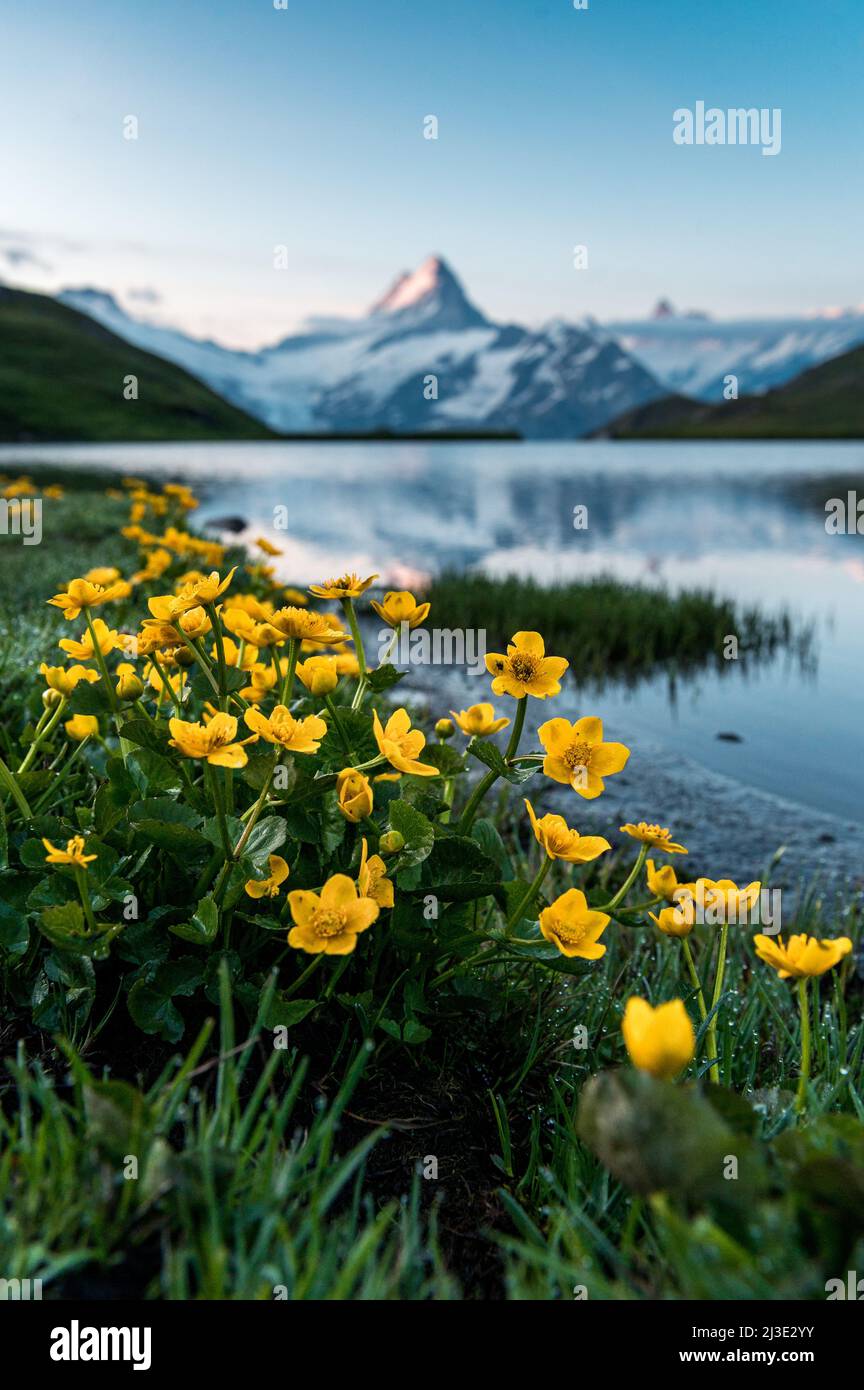 globeflowers (trollius europaeus) at Bachalpsee near Grindelwald in the swiss alps Stock Photo
