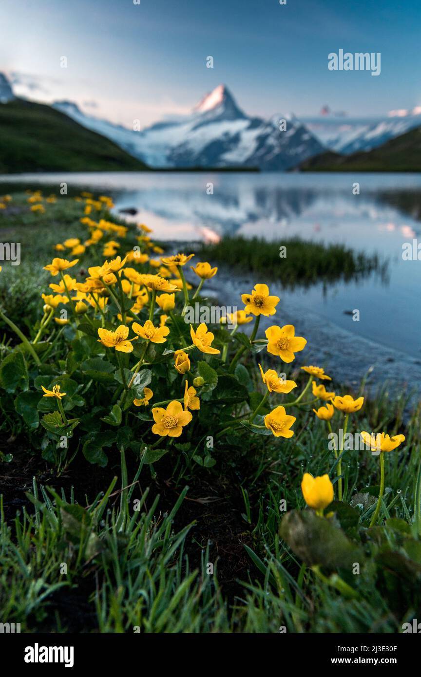 flowering wildflowers in summer at sunrise seen at a calm Lake Bachalpsee with Schreckhorn Stock Photo