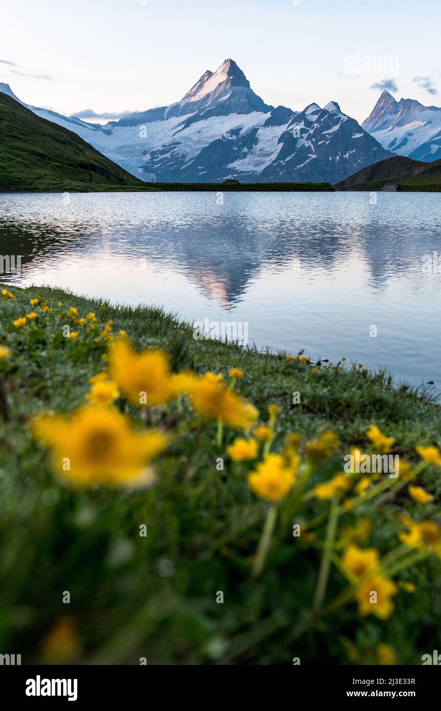 mighty Schreckhorn at sunrise seen from Bachalpsee near Grindelwald Stock Photo