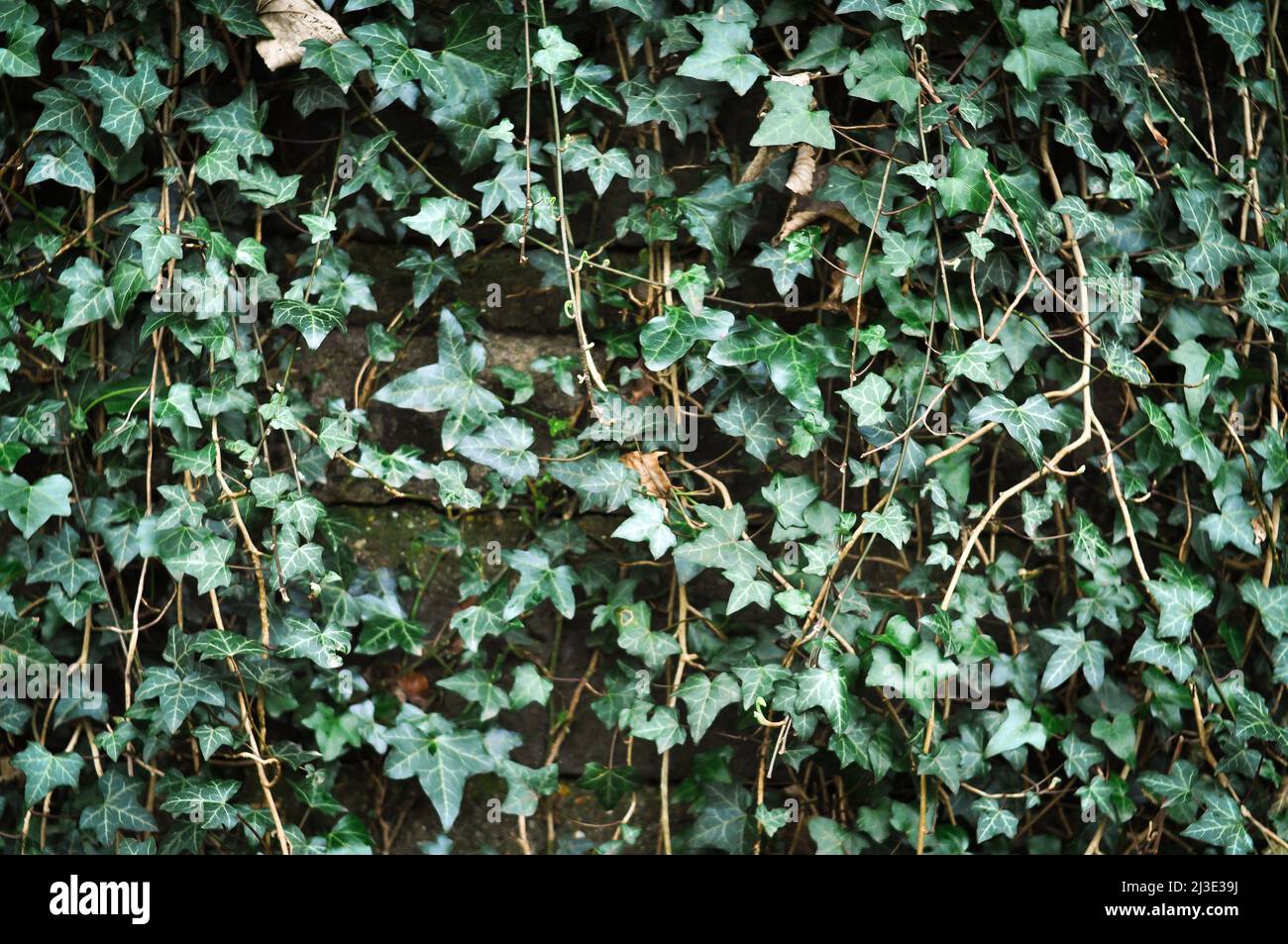 Fresh green leaves background texture copy space  Stock Photo