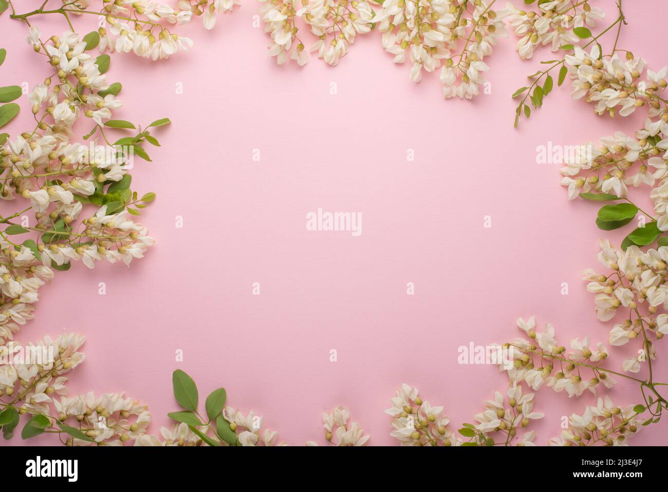 Spring floral background, textures and wallpaper. Flat white flower flowers on a light pink background, top view, copy space. Festive greeting card fo Stock Photo
