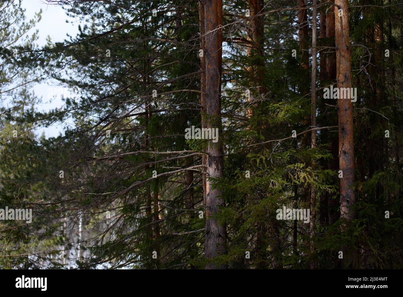 Warm spring light on spruce branches and pine trunks in mid-March in northern latitudes. Stock Photo