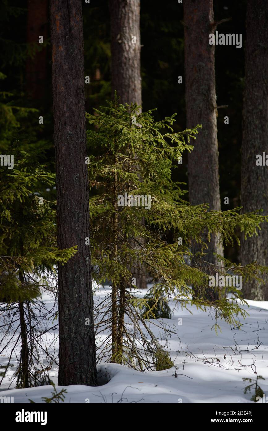 Warm spring light on spruce branches and pine trunks in mid-March in northern latitudes. Stock Photo