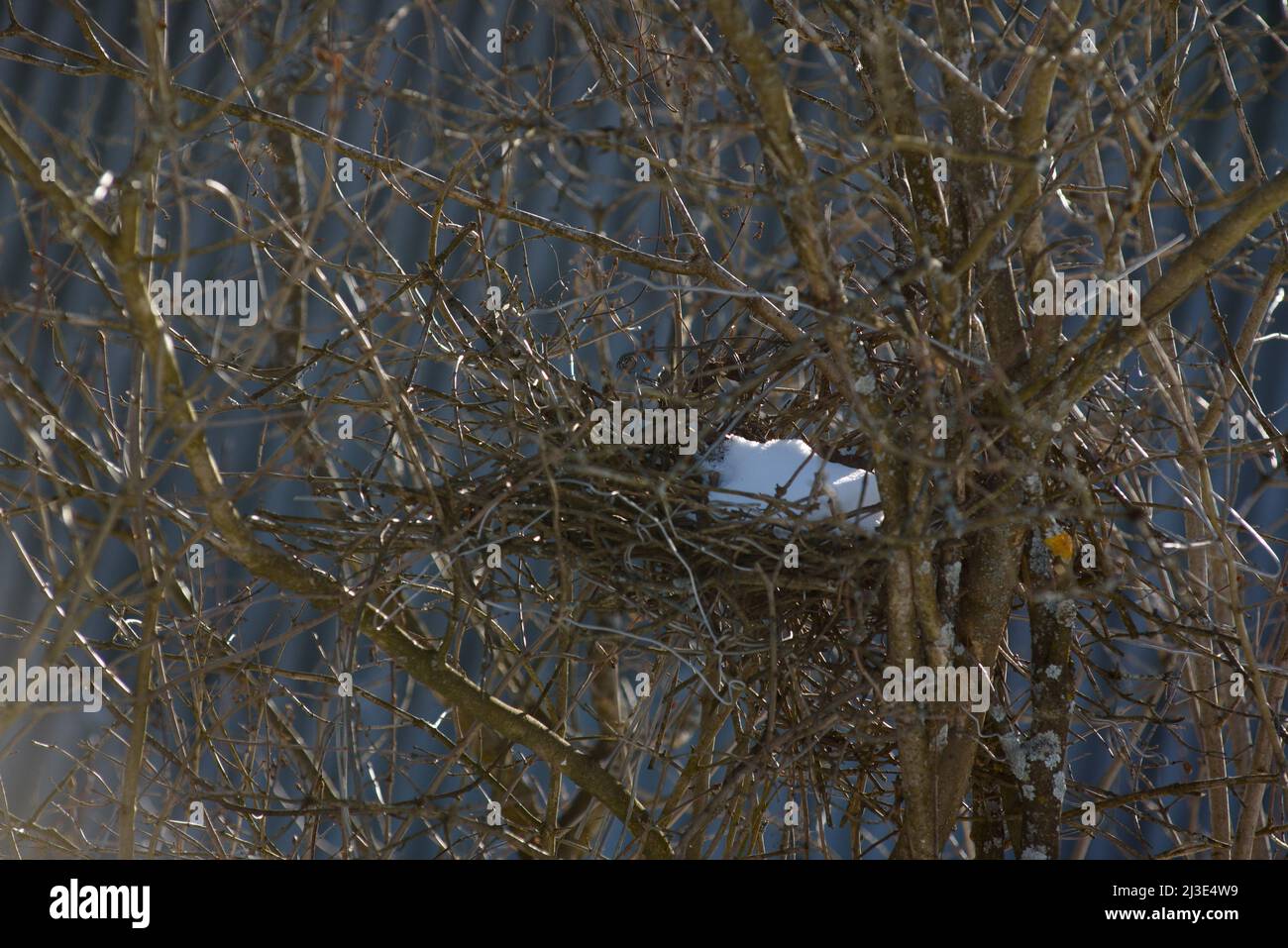 An abandoned bird's nest on the branches of a tree with snow inside