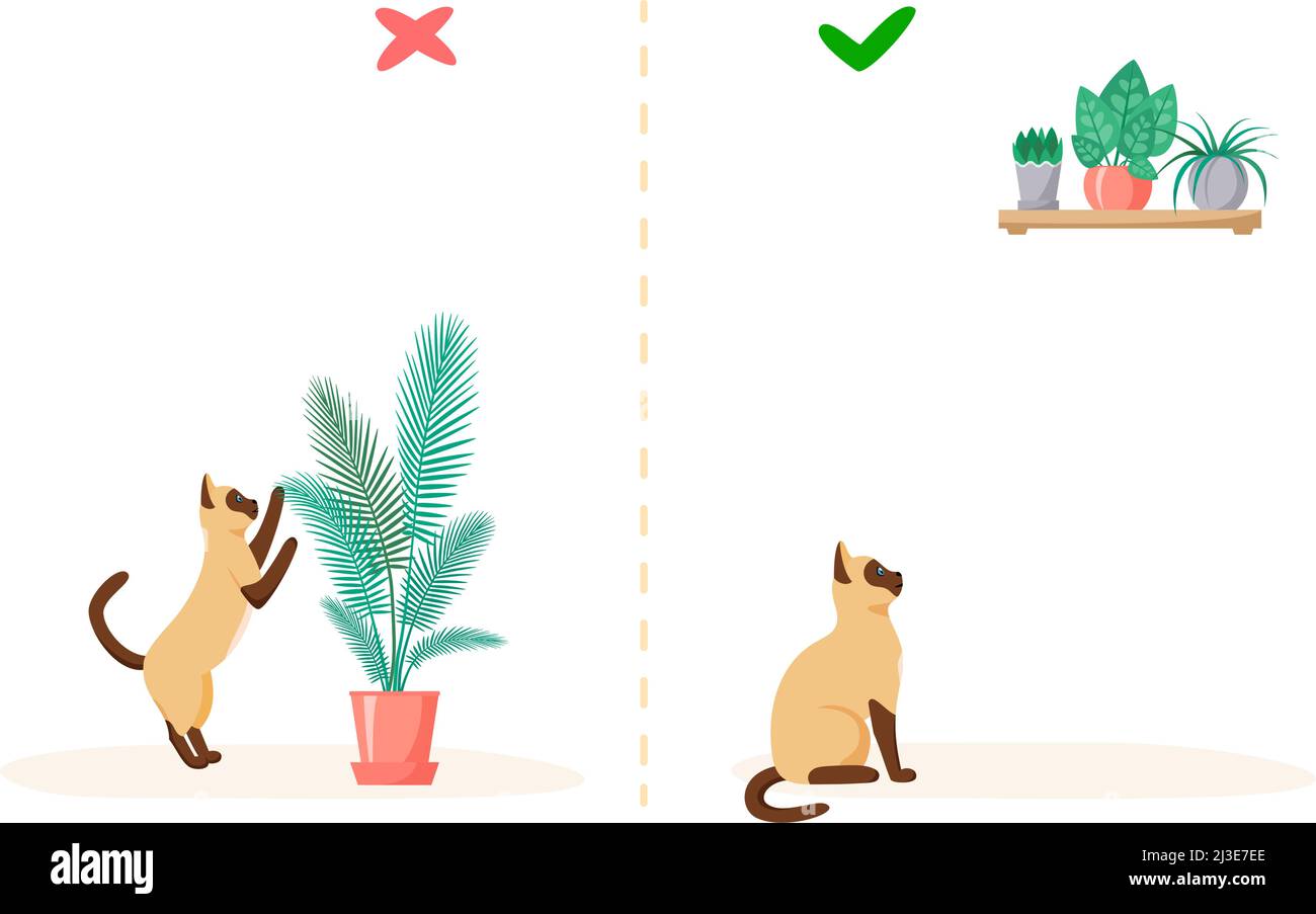 Cat and home plants. Wrong and right ways to keep plants at home with pet. Naughty siamese cat eats flowers in pots. Flat style vector Stock Vector