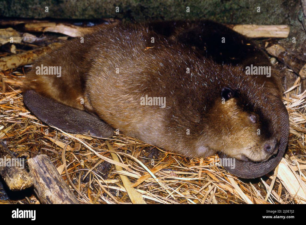 Beaver hibernating in lodge Stock Photo