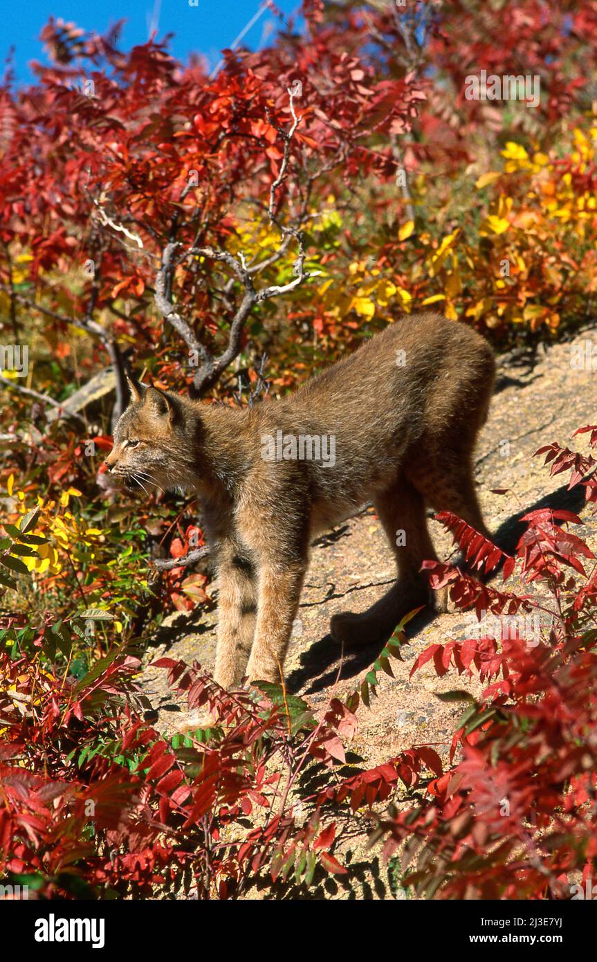 Lynx Colorada Autumn colorado scrub oak hi-res stock photography and images - Alamy