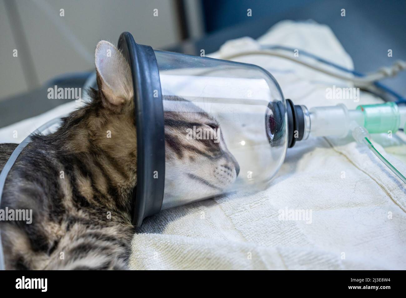 Sedated cat with an oxygen mask on a surgery table Stock Photo Alamy