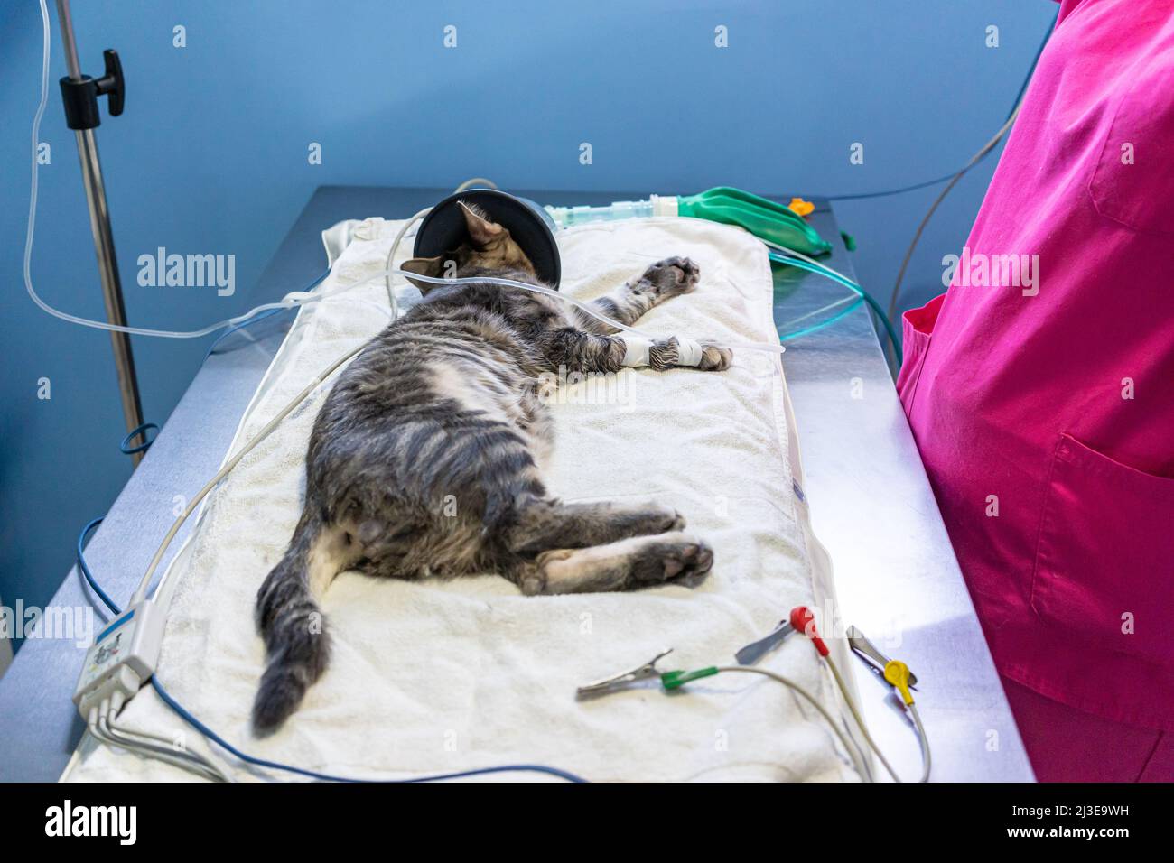 Sedated cat with an oxygen mask on a surgery table Stock Photo Alamy
