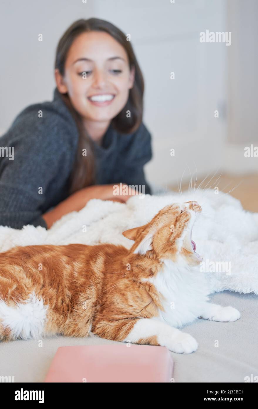 Looks like someone needs a cat nap. Shot of a cat yawning while bonding with its owner at home. Stock Photo
