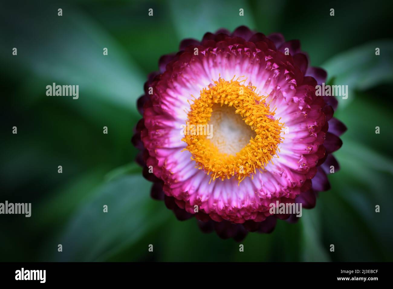 A close up of a violet and yellow Bracteantha -Bracteantha xerochrysum- flower in soft, dark green mood lighting; captured in a Studio Stock Photo