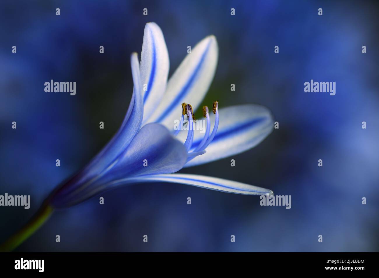 An extreme close-up of a single blue Agapanthus -Agapanthus praecox- flower separated from the whole cluster, in soft, dark blue mood lighting Stock Photo