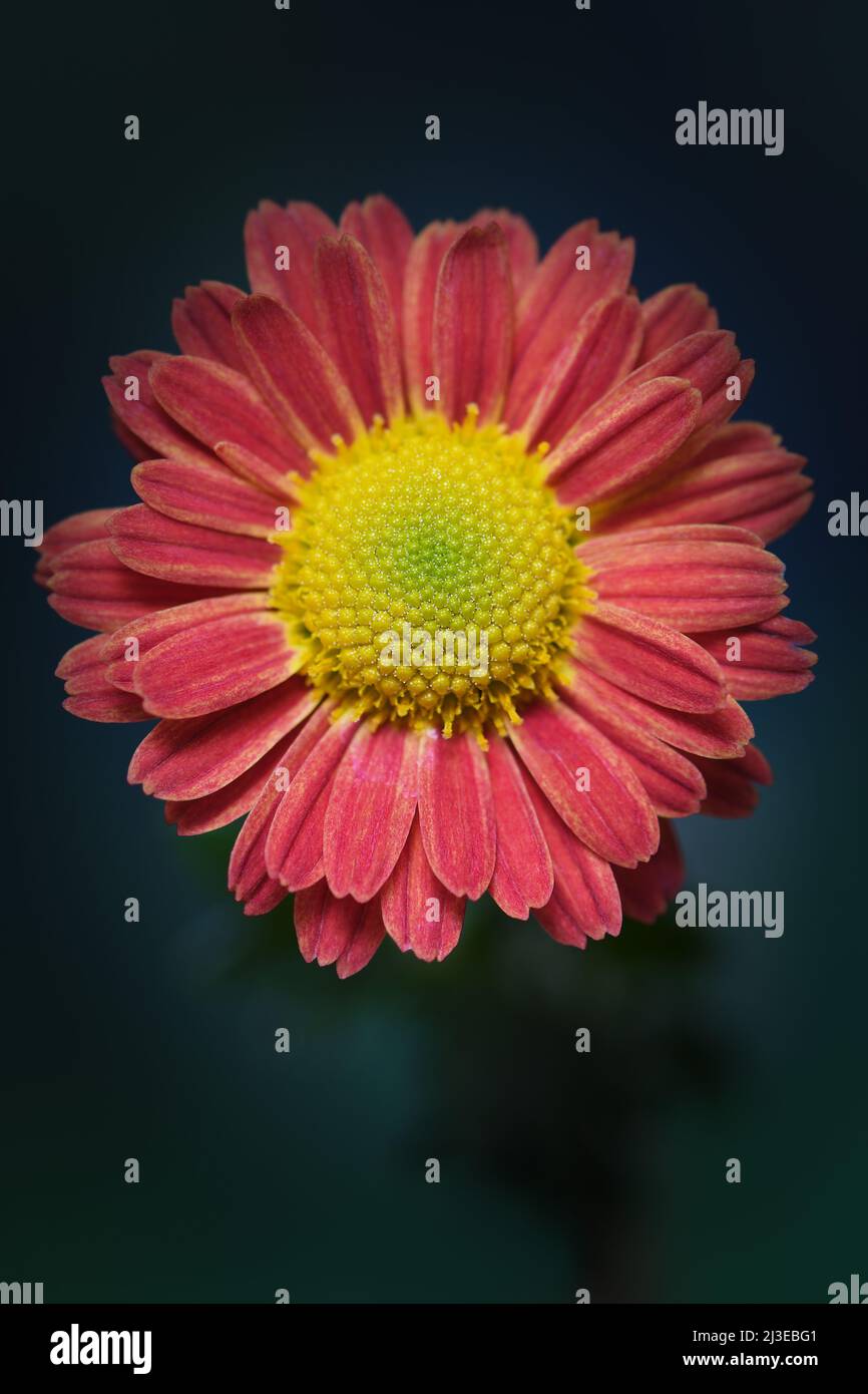 A close-up of an orange and yellow centred Chrysanthemum -Asteraceae family- flower in soft, dark mood lighting; captured in a Studio Stock Photo