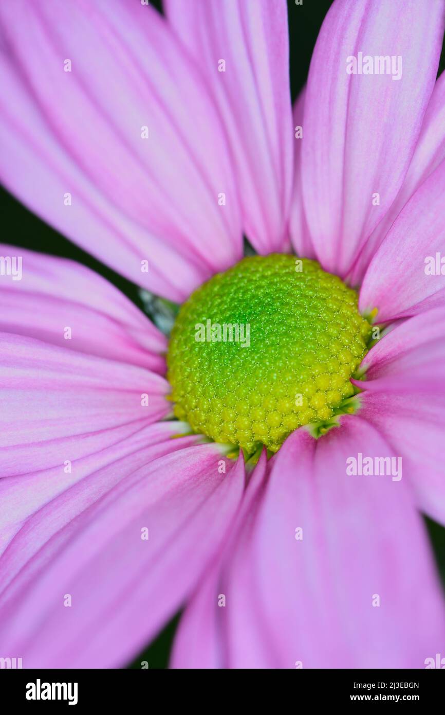 An extreme close-up of a vibrant pink Chrysanthemum -Asteraceae family- flower with a greenish yellow centre; captured in a Studio Stock Photo