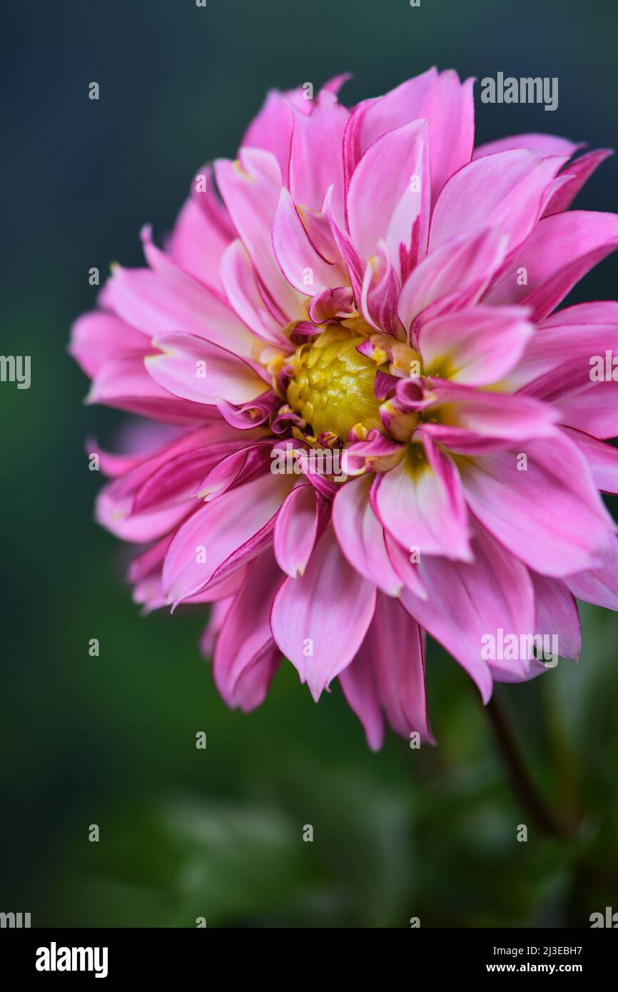 A vibrant pink Dahlia -Asteraceae family- flower with an ochre coloured centre in full bloom; captured in a Studio Stock Photo