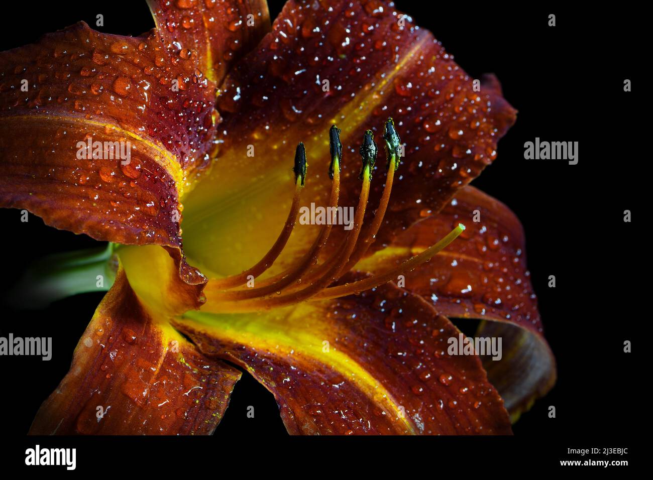 A close-up of a wet rusty red coloured Day Lily -Hemerocallis family- flower in soft, strong dark mood lighting with the Stigma lit up Stock Photo