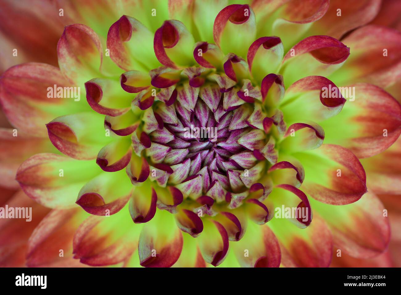 An extreme close-up of a yellowy orange Dahlia -Asteraceae family- flowers centre; captured in a Studio Stock Photo