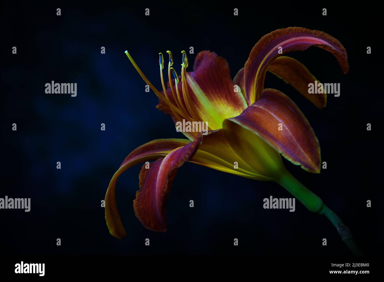 A rusty red coloured Day Lily -Hemerocallis family- flower in soft, strong dark mood lighting with the Stigma lit up; captured in a Studio Stock Photo