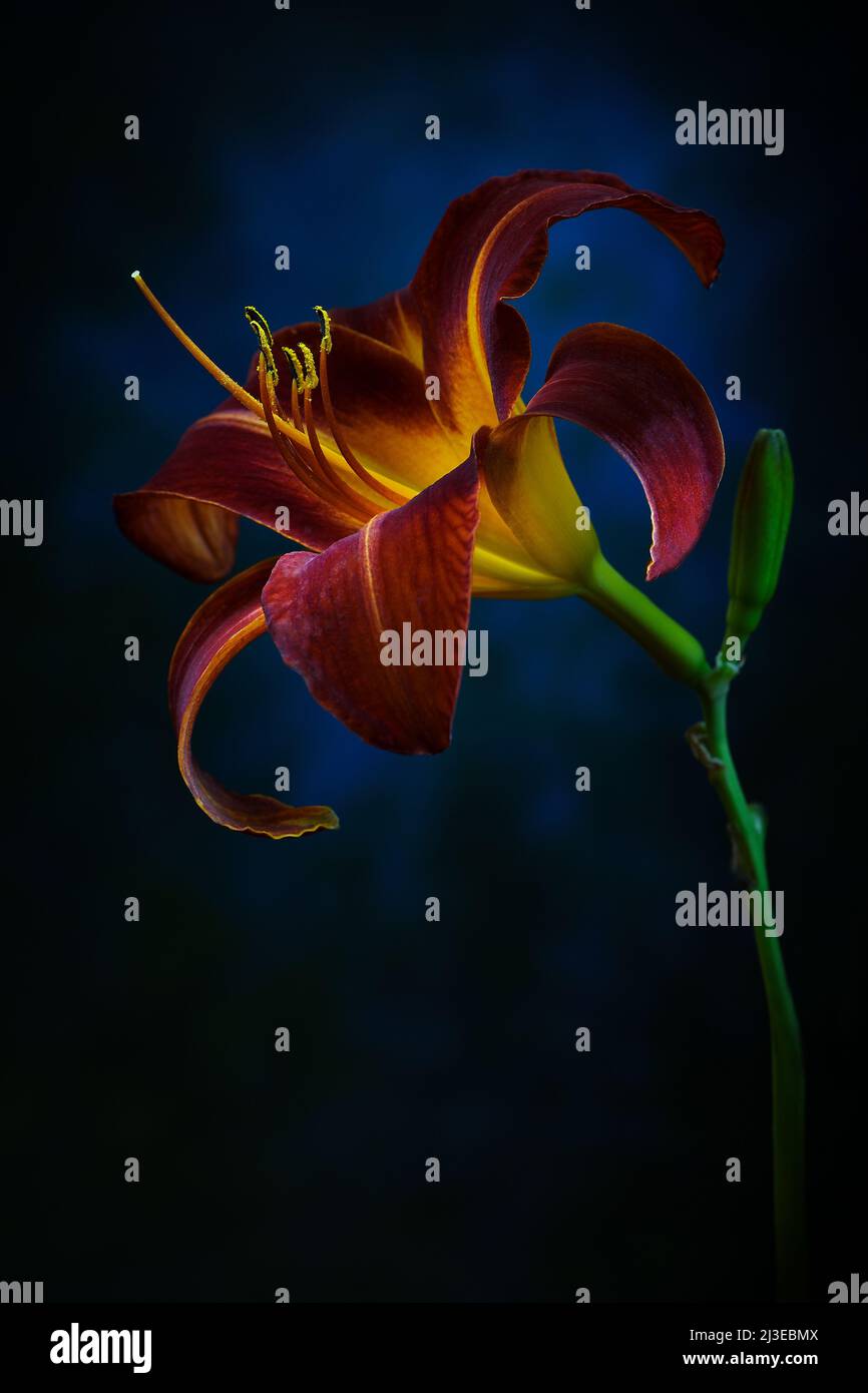 A rusty red coloured Day Lily -Hemerocallis family- flower in soft, strong dark mood lighting with the Stigma lit up; captured in a Studio Stock Photo