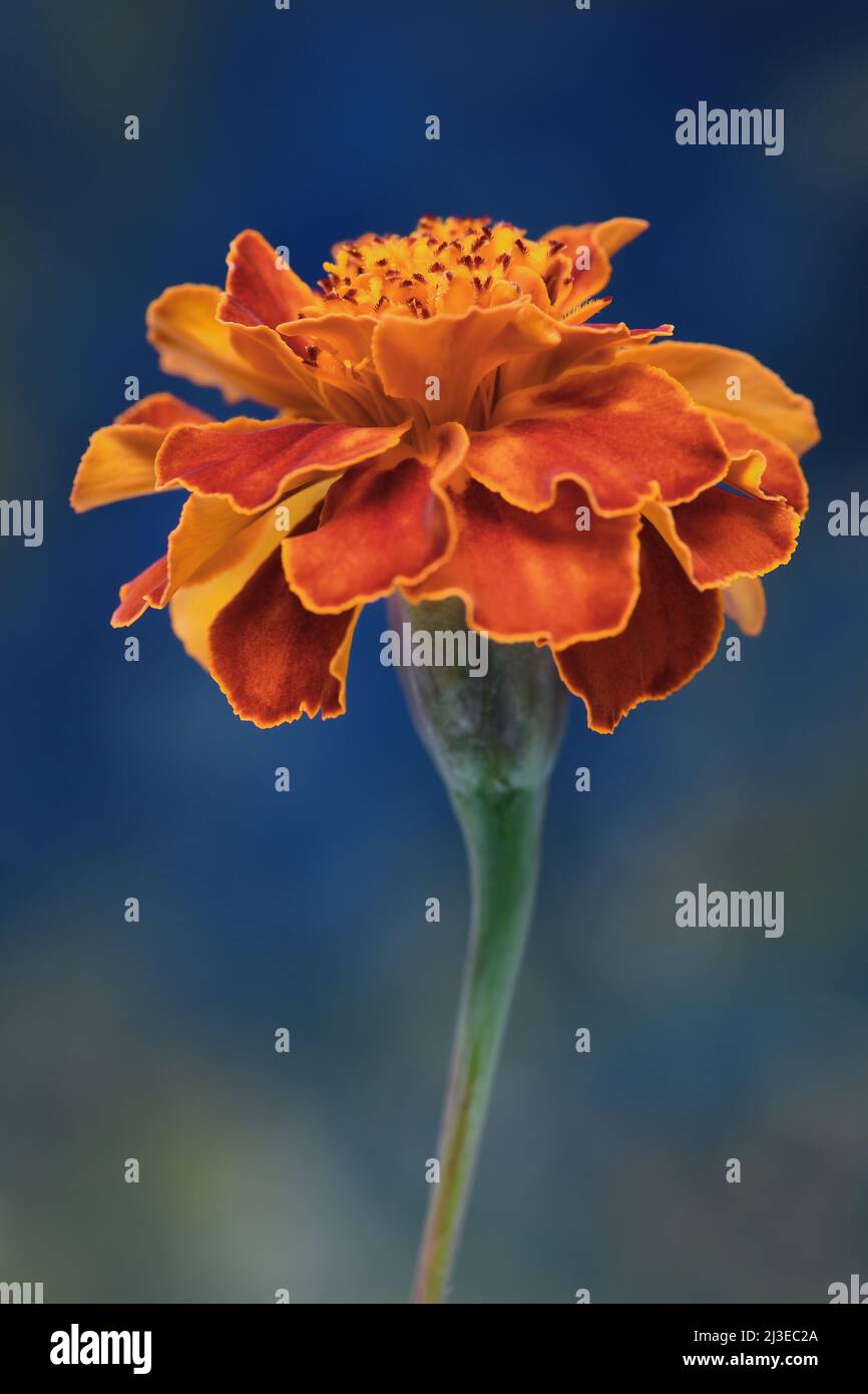 A yellowy orange Marigold -Marigold tagetes- of the Asteraceae family flower in soft blue mood lighting; captured in a Studio Stock Photo