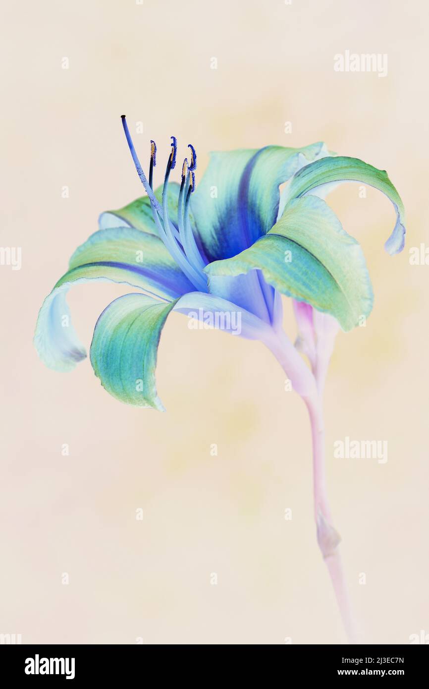A contemporary, psychedelic looking Day Lily -Hemerocallis family- flower with a colourful cyan, x-ray Photo negative film look in soft lighting Stock Photo