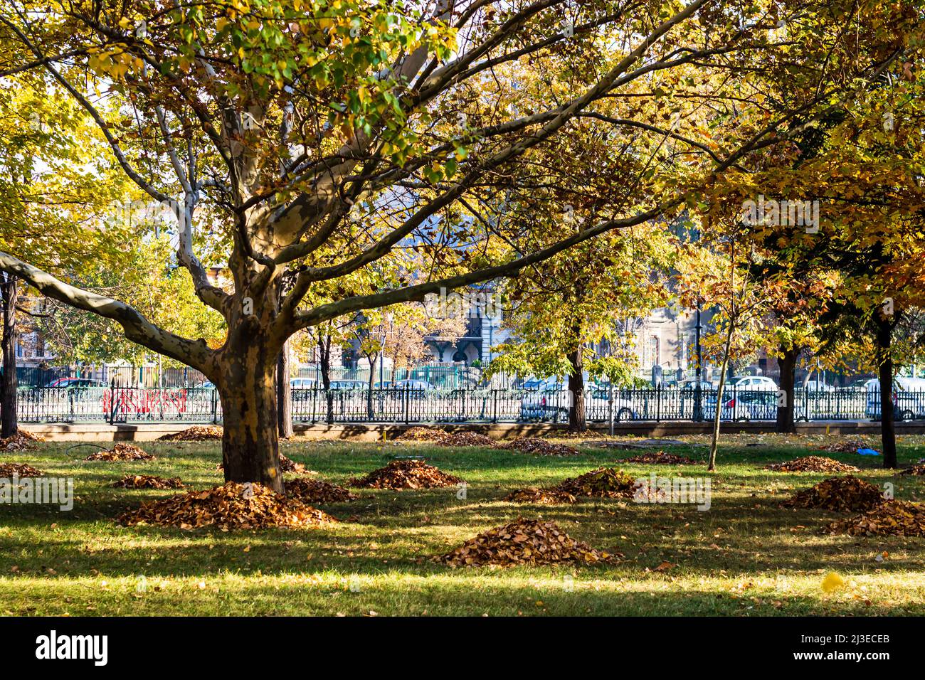 Autumn in a park. Autumn scenery with brown leaves Stock Photo - Alamy
