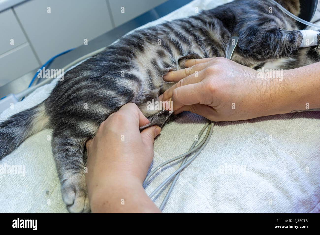 Veterinary nurse placing electrocardiography clamps in a sedated cat Stock Photo