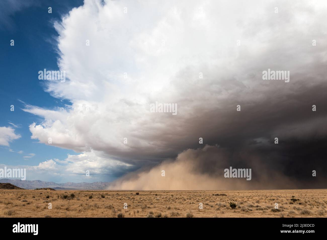 A dust storm beneath a monsoon thunderstorm in the desert near Dolan Springs, Arizona, USA Stock ...
