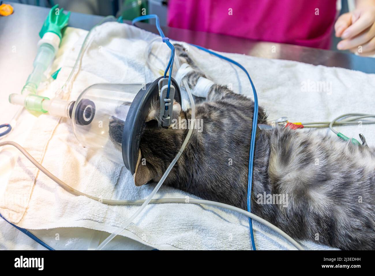 Sedated cat with an oxygen mask on a surgery table Stock Photo Alamy
