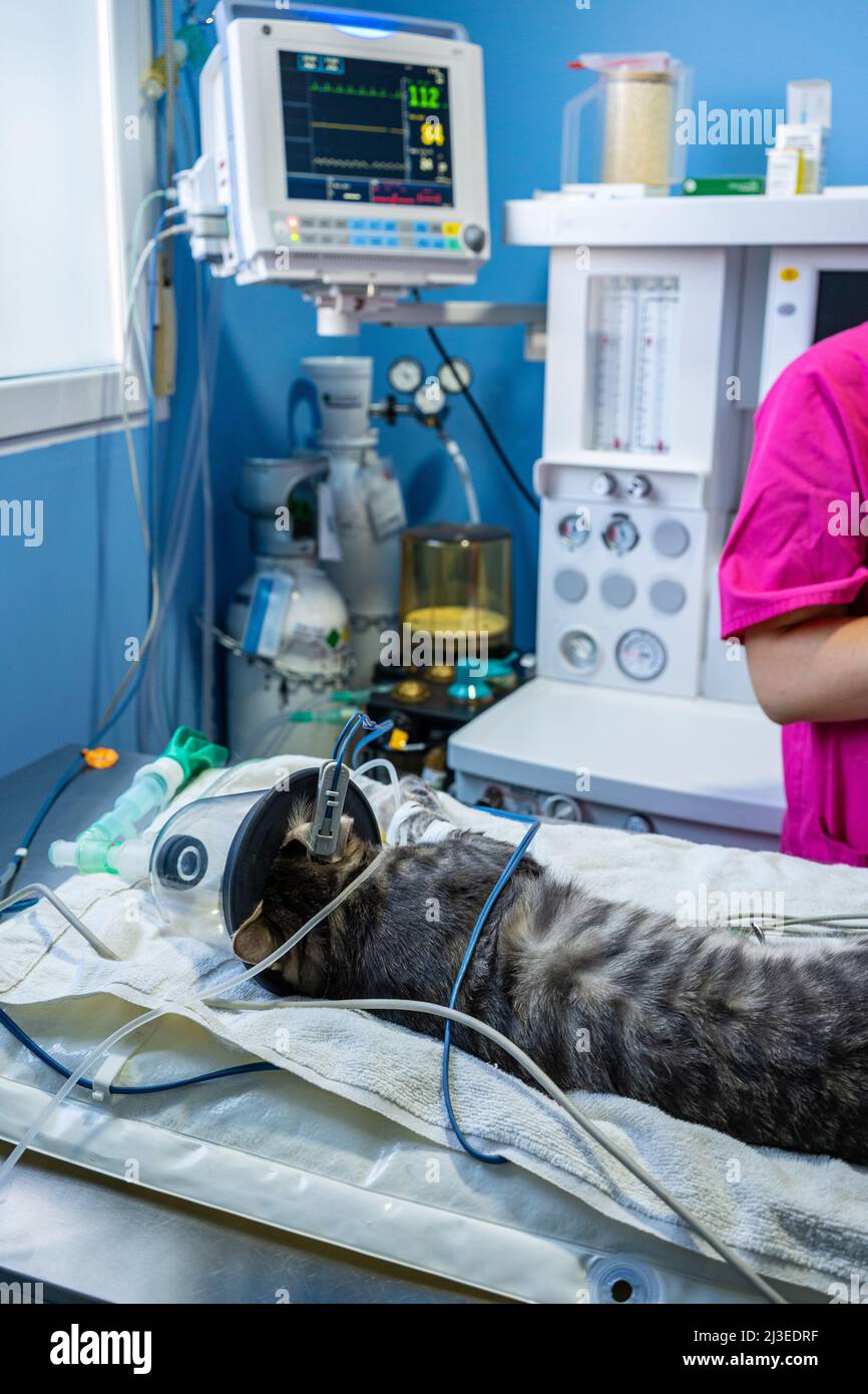 Sedated cat with an oxygen mask on a surgery table Stock Photo Alamy