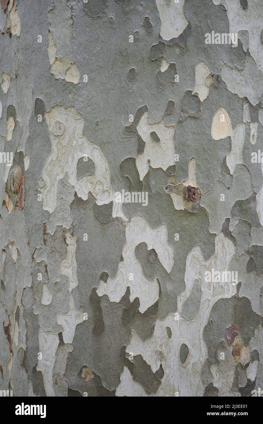 Trunk tree pale green color background. Rough wooden bark surface Stock Photo