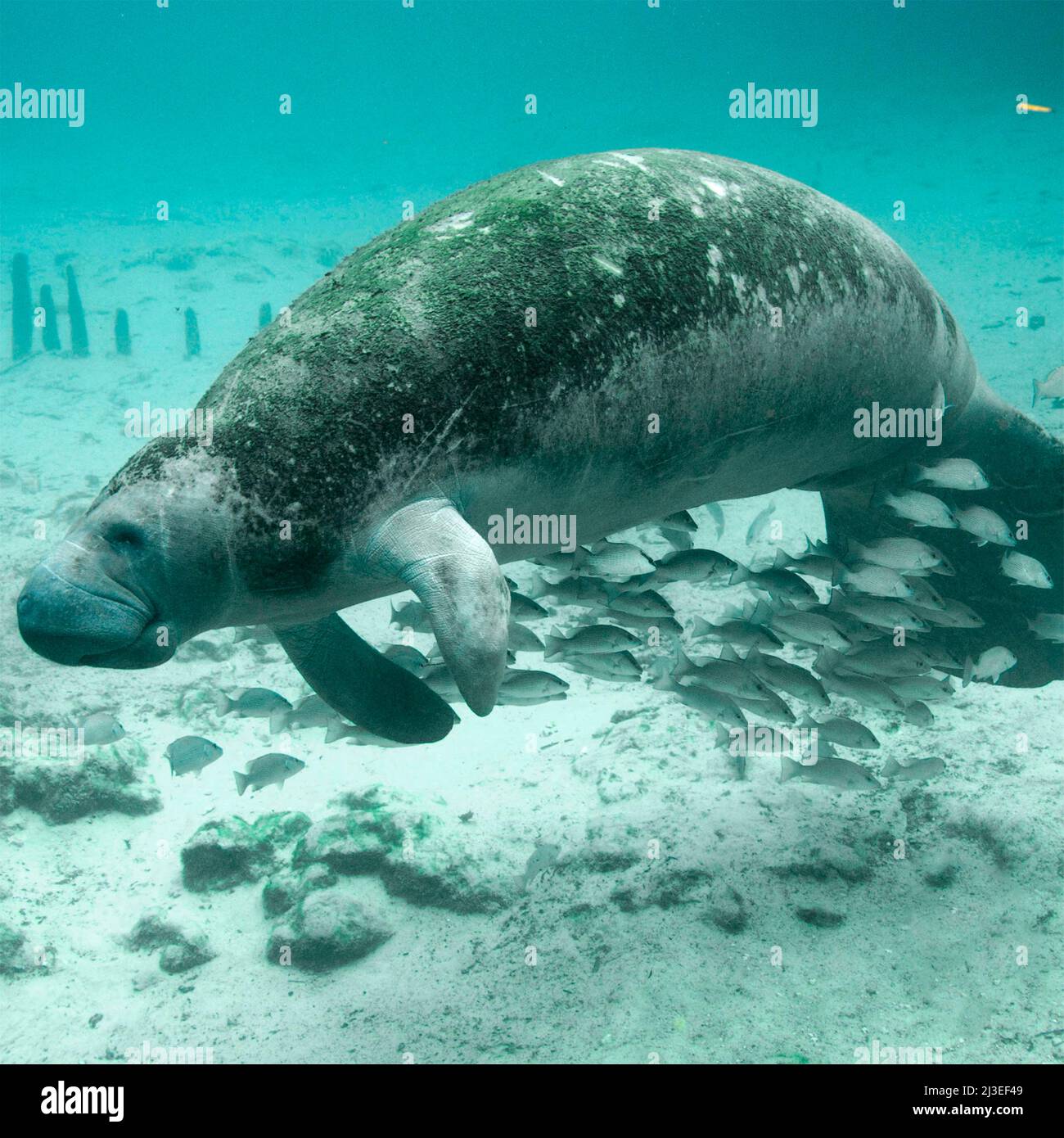 A Florida manatee, also known as a sea cow swims with fish in Florida Keys National Marine Sanctuary, in Key Largo, Florida. Stock Photo