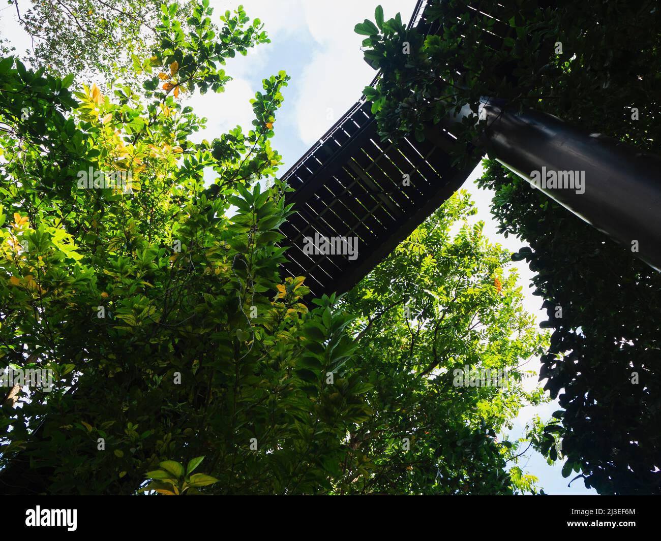 Canopy nature walk in a modern city park. A nature walk amongst the trees. Stock Photo