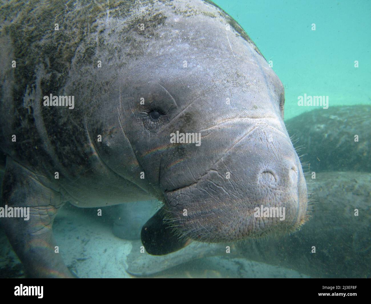 A Florida manatee, also known as a sea cow swims underwater in Florida Keys National Marine Sanctuary, in Key Largo, Florida. Stock Photo