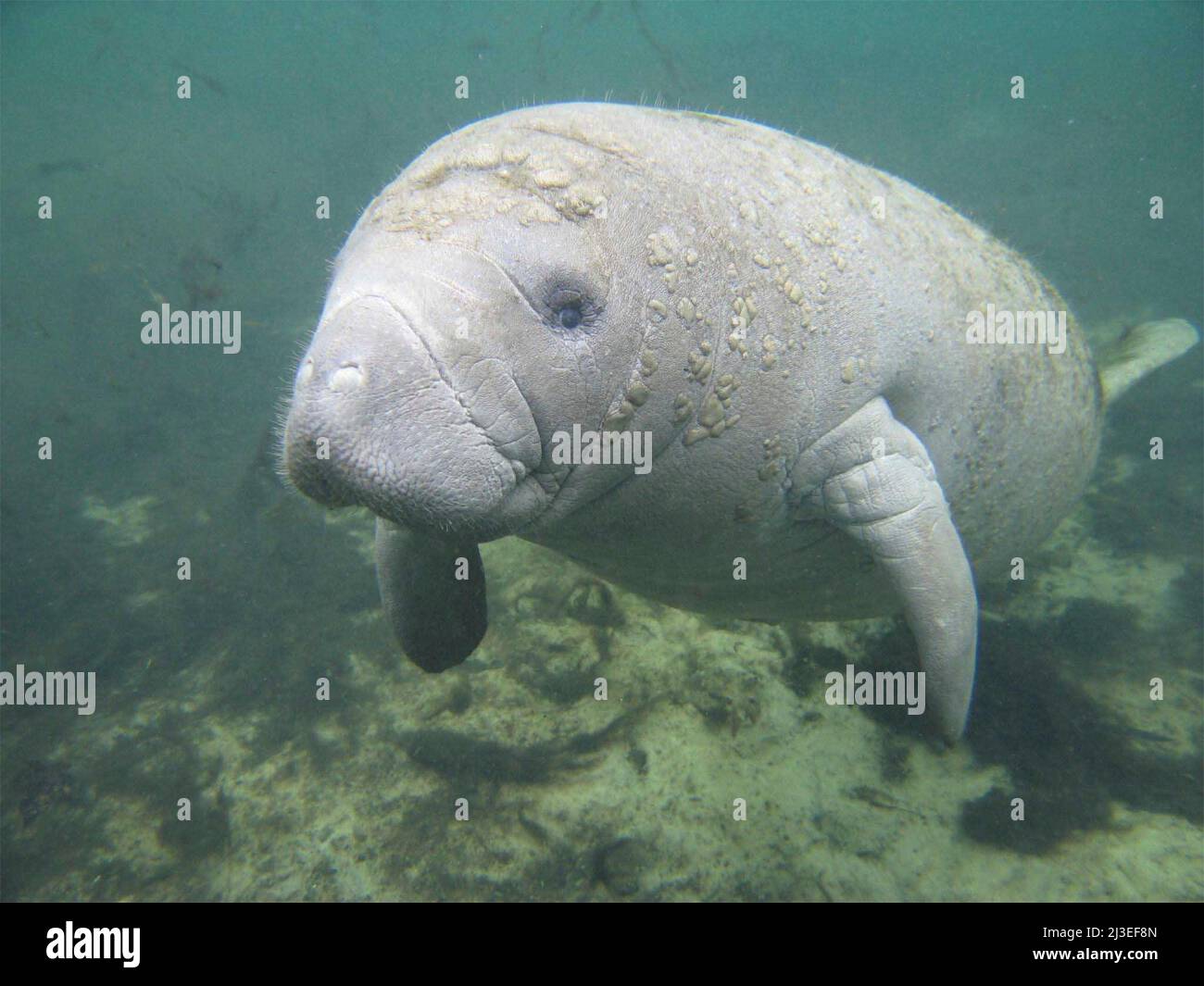 A Florida manatee, also known as a sea cow floats in Crystal River National  Wildlife Refuge in Crystal River, Florida Stock Photo - Alamy