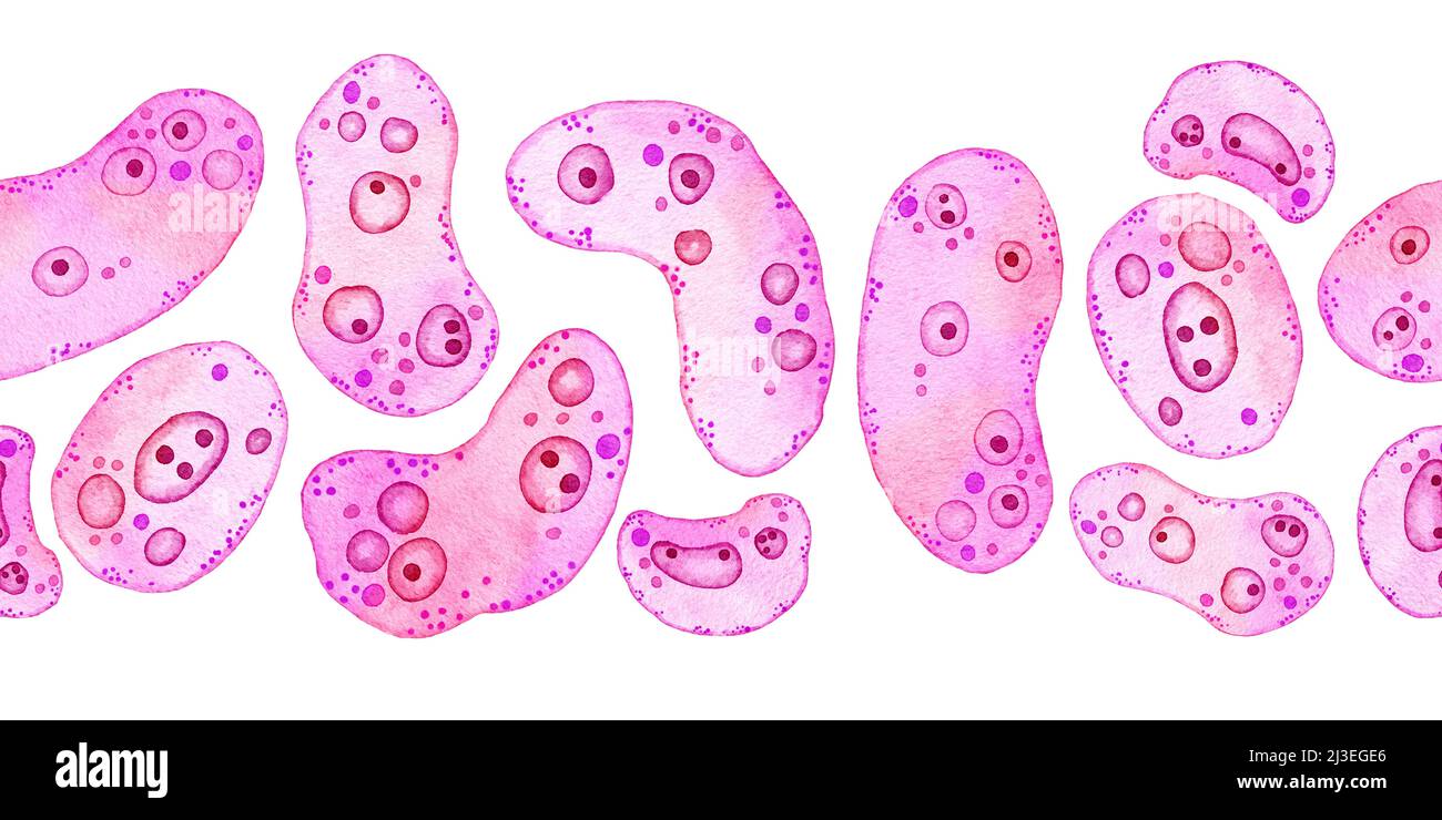 Watercolor horizontal seamless border of pink purple cells microalgae microorganisms, microscope bio algae. Concept for cosmetics medicine healthcare print design. Pastel ameoba bacteria, soft oval round shape Stock Photo