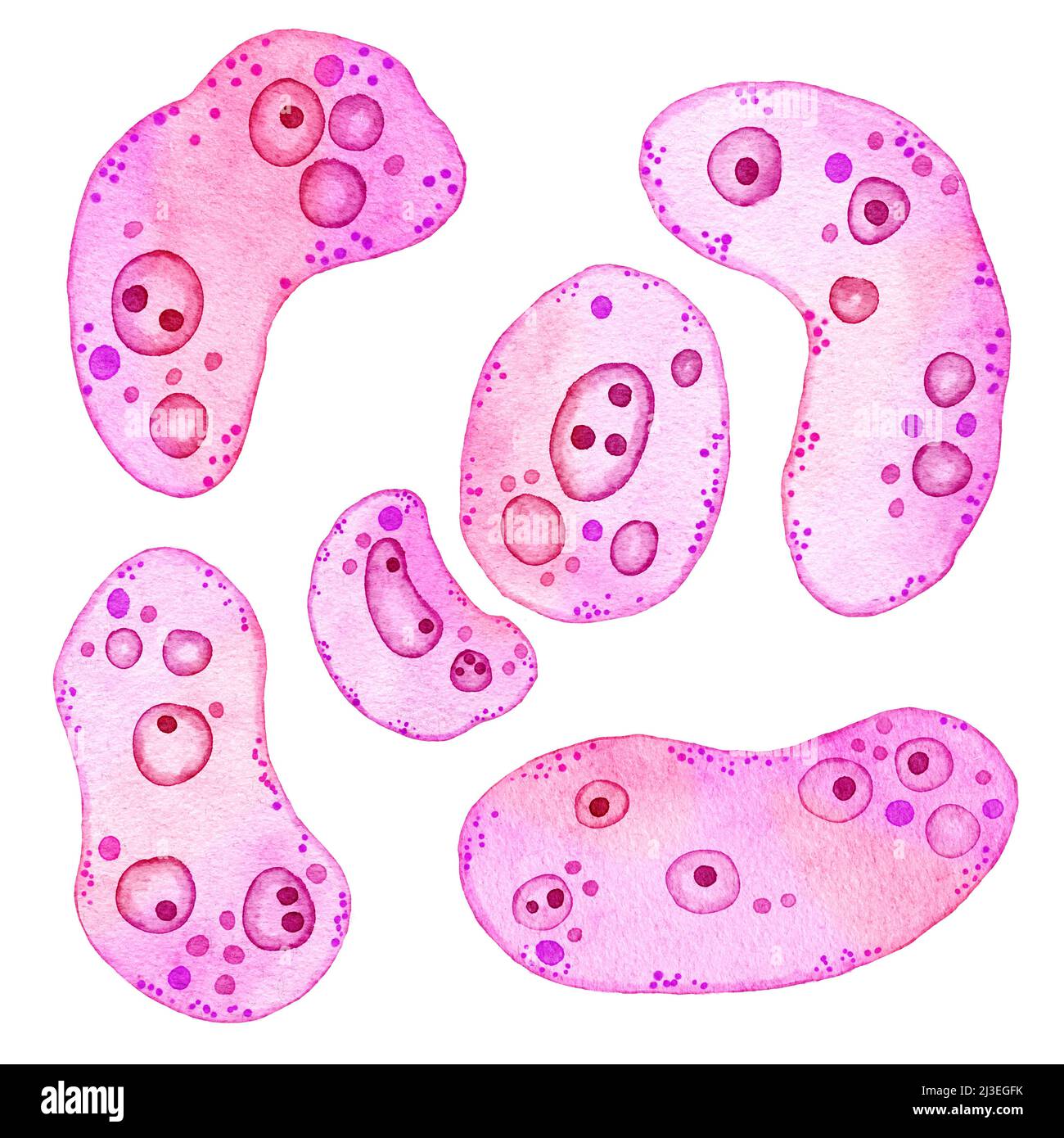 Watercolor illustration of pink purple cells microalgae microorganisms, microscope bio algae. Concept for cosmetics medicine healthcare print design. Pastel ameoba bacteria, soft oval round shape Stock Photo